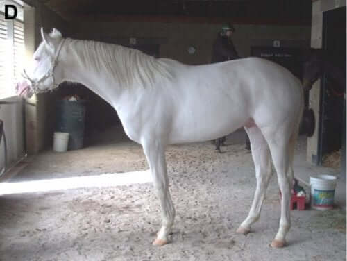 A white horse in a stable.