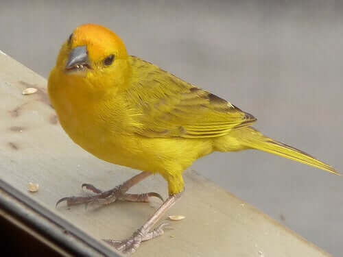 A yellow bird.