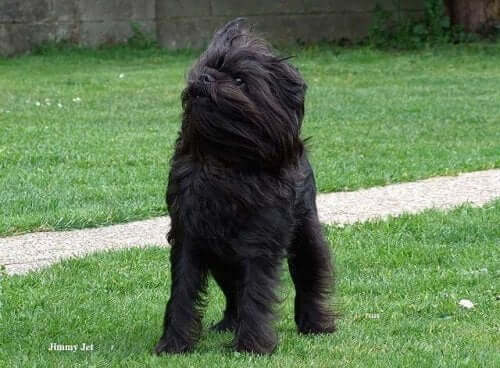 An Affenpinscher in the grass.