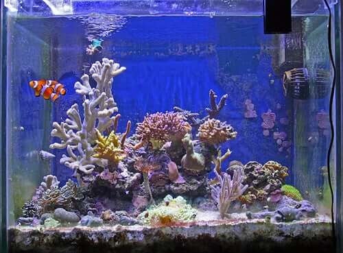 An elaborate fish tank.