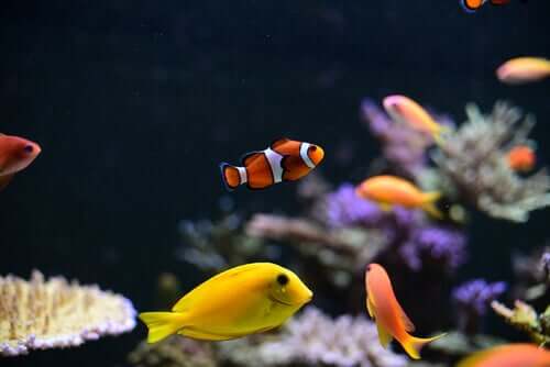 Aquarium fish in a fish tank.