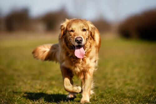 Δυσπλασία αγκώνα σε σκύλους: Αιτίες και θεραπεία