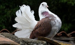 Dove Care - How to Keep Them Happy