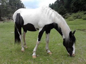 Horse Selection - Things to Consider