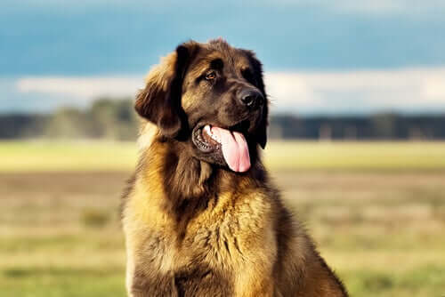 Γνωρίστε το Leonberger: A Dog Breed από τη Γερμανία