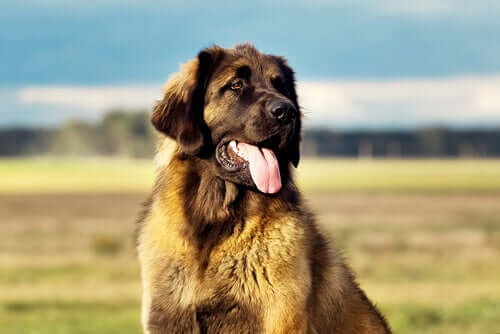 Meet the Leonberger: A Dog Breed from Germany