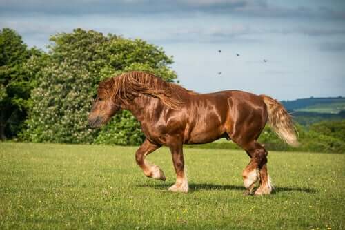The Ten Most Used Draft Horse Breeds around the World