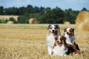 The Characteristics of the Australian Shepherd Dog