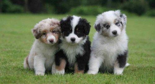 Three puppies on a lawn.