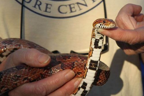 Everything You Need to Know About Basic Snake Care