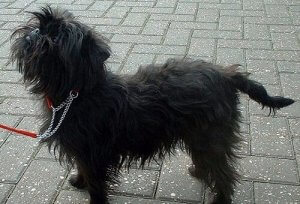 All About the Affenpinscher Dog Breed