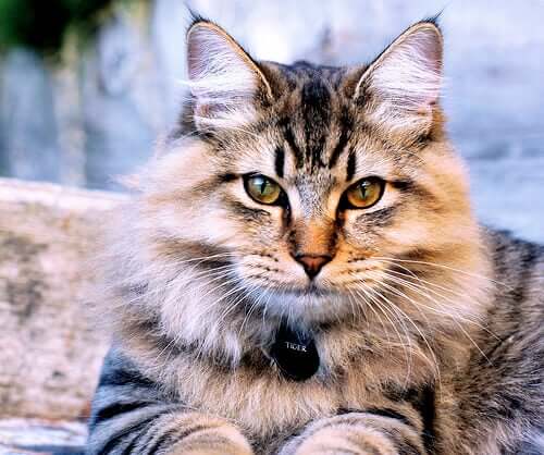 An American Bobtail cat.