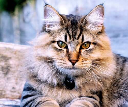 Cat Breeds: Discover The American Bobtail Cat