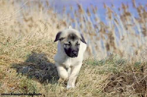 An Anatolian Shepherd Dog puppy.