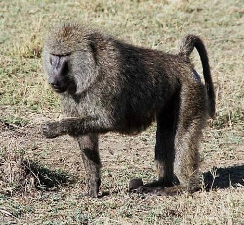 A baboon eating from the ground.