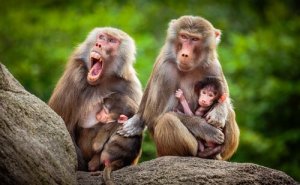 Meet the Baboon: Its Habitat, Characteristics, and Behavior