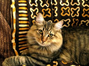 An American bobtail.