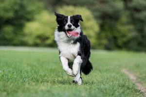 A border collie in the park.