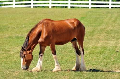 A beautiful horse in the pasture grazing.