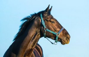All about Horse Behavior: Characteristics and Personality