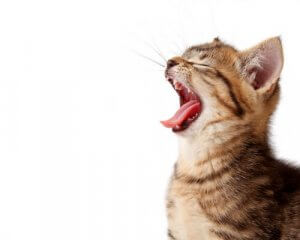 A kitten yawning.