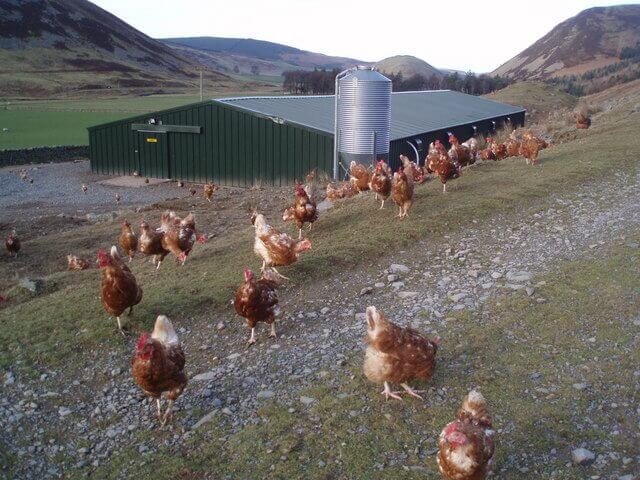 All About Pecking Order in the Hen House