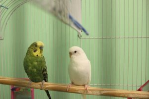 What to Consider When Choosing a Bird as a Pet