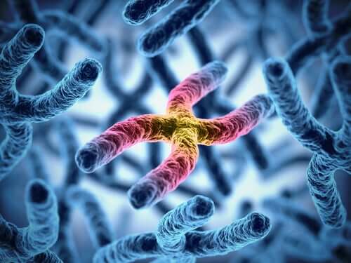 The relationship between chromosomes and longevity.