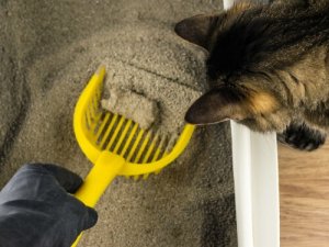 Cleaning out a cat's litter tray.