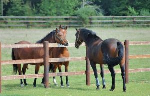 Horse Care: Advice and Useful Tips