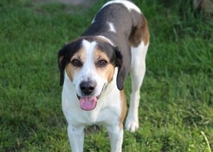 Retained Testicle or Cryptorchidism in Dogs