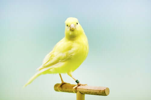 A pretty canary looking at the camera.
