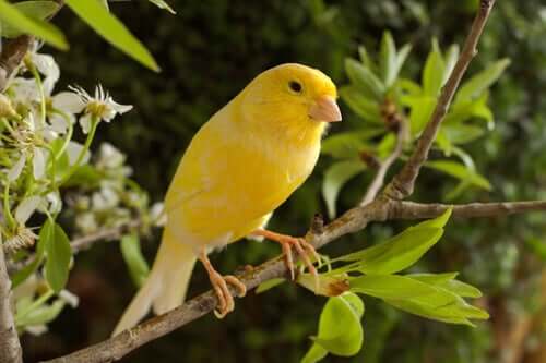 A specimen of Yellow Canary standing on a branch.
