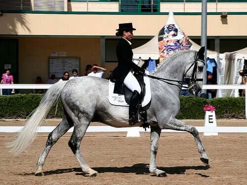 A pure Spanish horse at a contest.