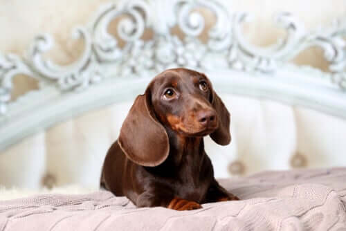 A dachsund lying on a bed.