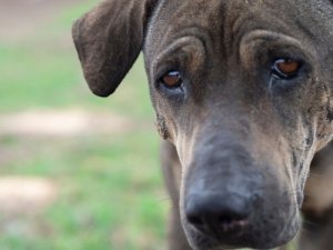 Animal Emotions - Can Dogs Cry Like Humans?