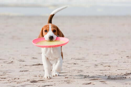 A dog at the beach with a frisbee.