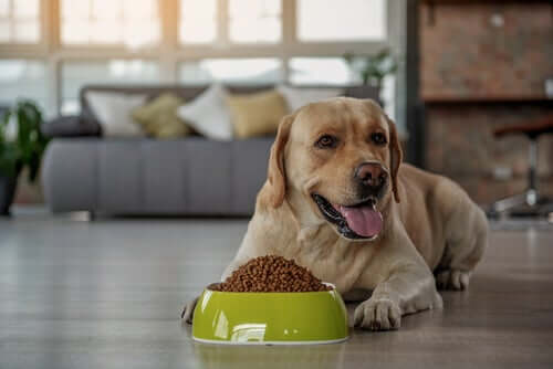 A dog with a bowl of kibble.