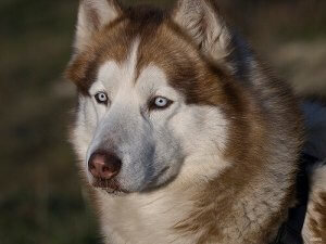 All About Dry Eye Syndrome in Dogs