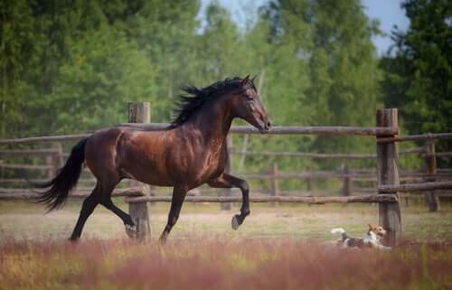 A horse training outside.