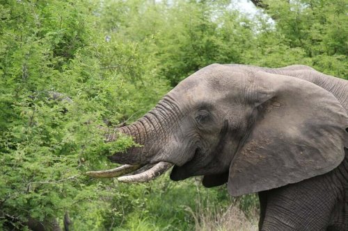An elephant eating plants.