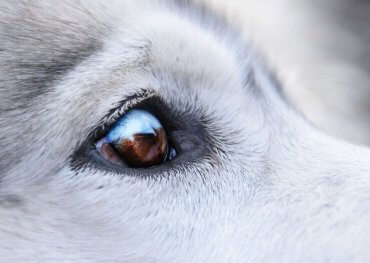 dog wart on eye