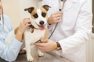 Providing Your Dog With Emergency First Aid