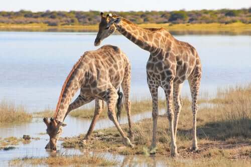 Two giraffes by a river.
