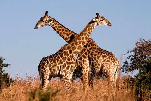 Two giraffes in a savannah.