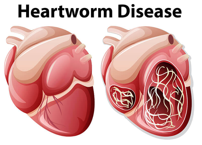 The signs of heartworm disease.