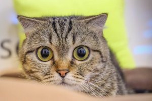 Hypertension in Cats