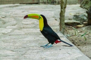 Creating the Ideal Environment for Exotic Birds