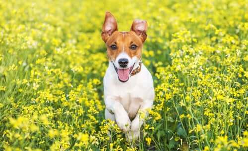 The Jack Russell Terrier.