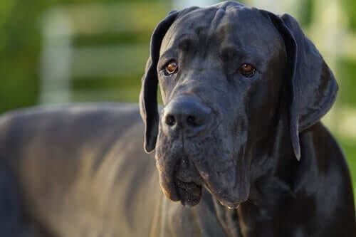 Why Do Giant Dog Breeds Have a Shorter Life Span?